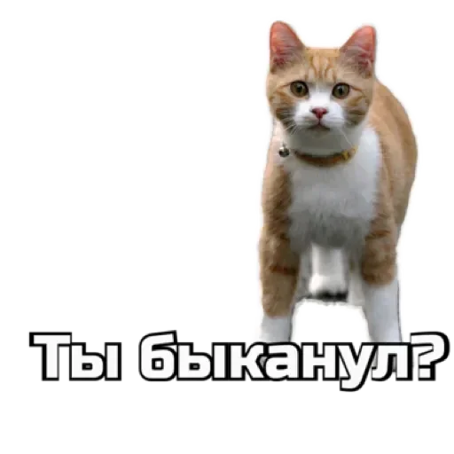 СпутниКот by ЧТП emoji 🤨