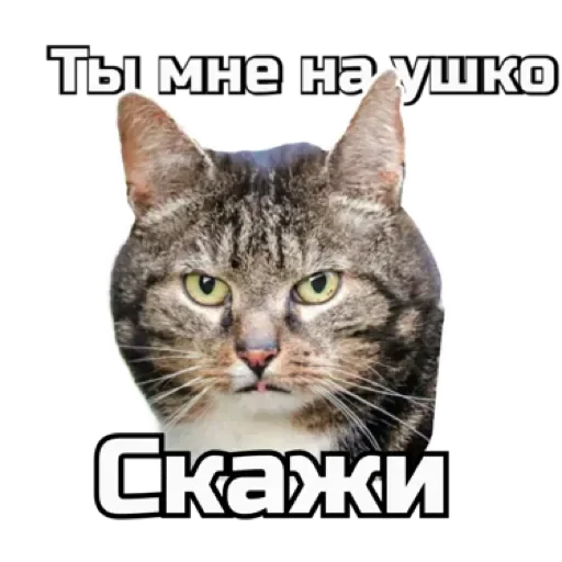 СпутниКот by ЧТП sticker 😐