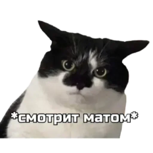 СпутниКот by ЧТП emoji 😏