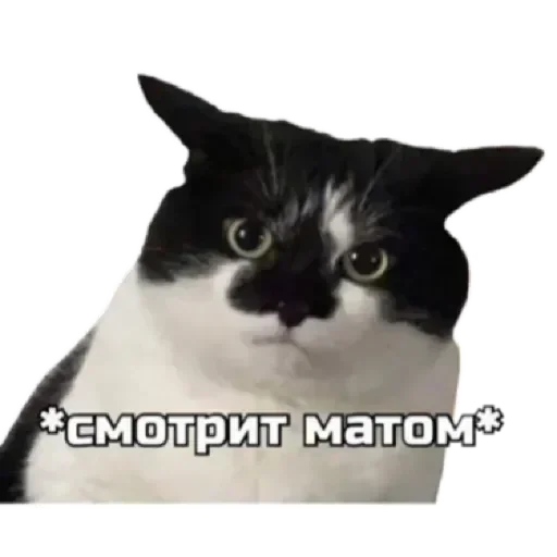 СпутниКот by ЧТП sticker 😏