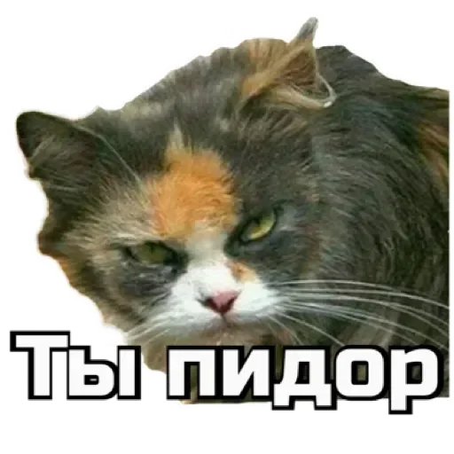 СпутниКот by ЧТП sticker 🫵