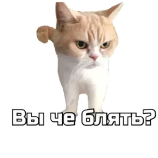 СпутниКот by ЧТП emoji 😨
