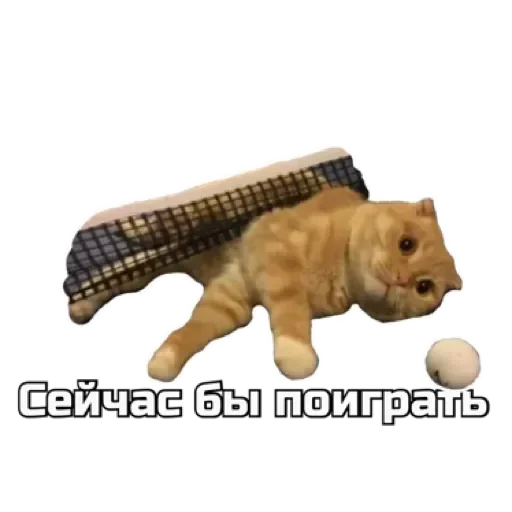 СпутниКот by ЧТП stiker 🥺