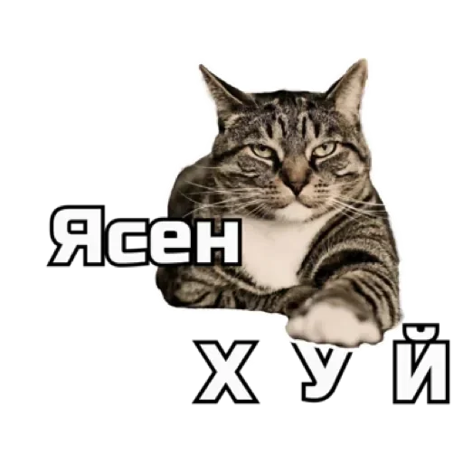Telegram stiker «СпутниКот by ЧТП» 😎