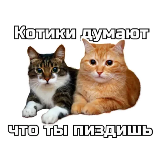 СпутниКот by ЧТП sticker 🤔