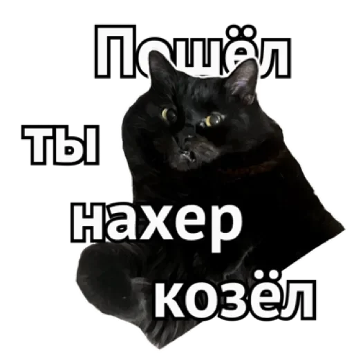Telegram stiker «СпутниКот by ЧТП» 😤