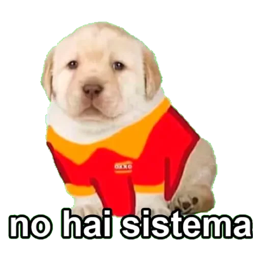 Telegram Sticker «Stickers mas perros del mundo (2)» 🤷‍♀