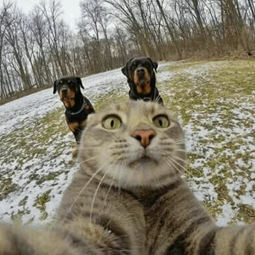 Емодзі Stooped Cats 🤪