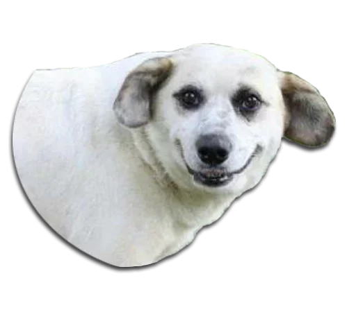 Telegram Sticker «Stupud dog» 🤯