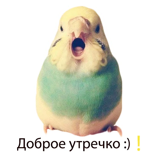 Telegram stickers Our budgies 😎✌🏻