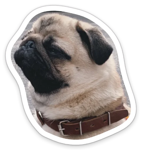 Telegram Sticker «sad_pug_leonid» 🤨