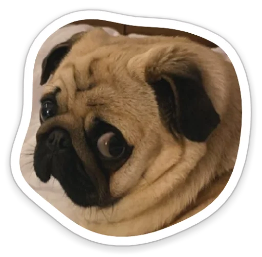 Telegram Sticker «sad_pug_leonid» 😒