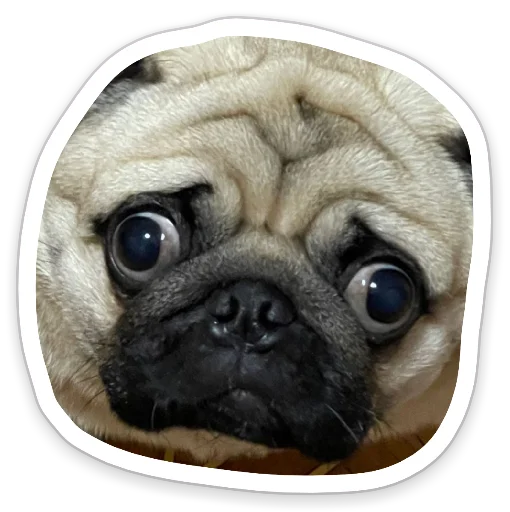 Telegram Sticker «sad_pug_leonid» 😳