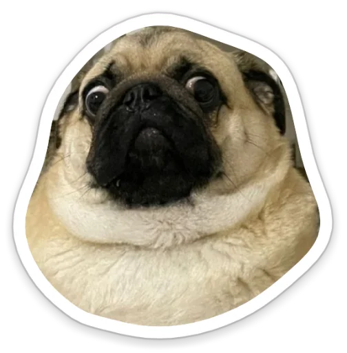 Telegram stiker «sad_pug_leonid» 😳