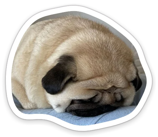 Telegram Sticker «sad_pug_leonid» 😣