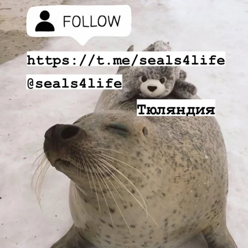 seals4life sticker 👍