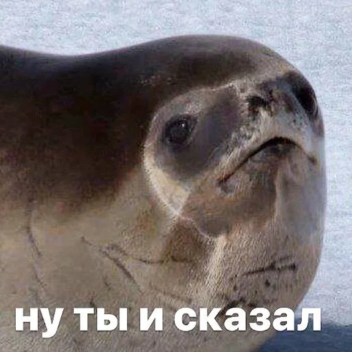 Эмодзи seals4life ⛔️