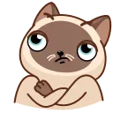 Сиамский кот emoji 🙅‍♂