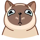 Сиамский кот emoji 😪