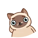 Сиамский кот emoji 👌