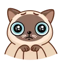 Сиамский кот emoji 🥺