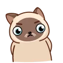 Сиамский кот emoji ☝️