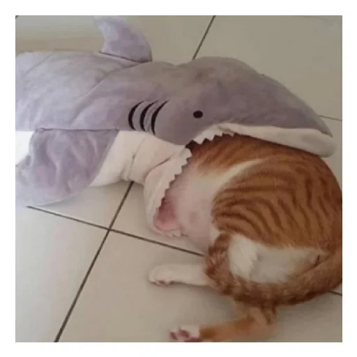 Стікер shark 😡