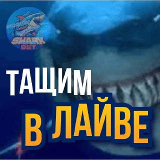 Sharkbet sticker 😎