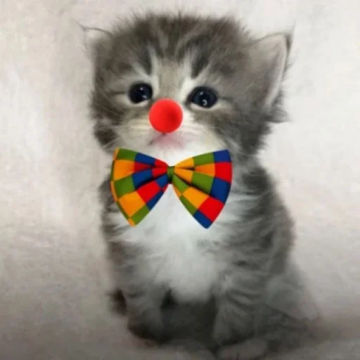 silly kitty sticker 🤡