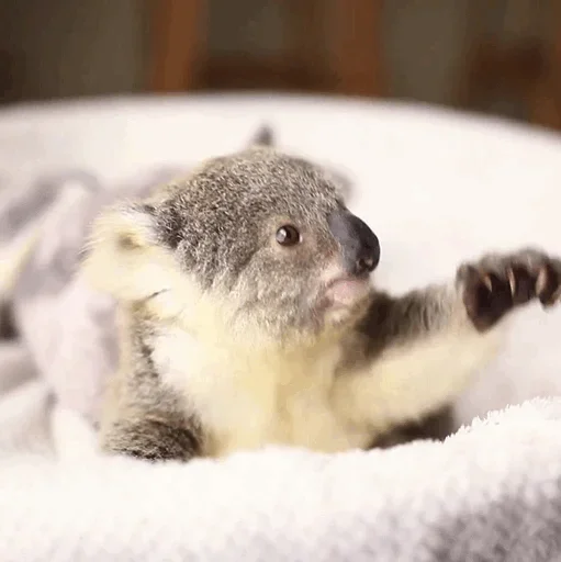 Стикер small coala from Perth 🤪