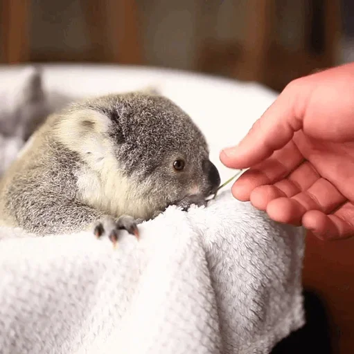 Стикер small coala from Perth 😜
