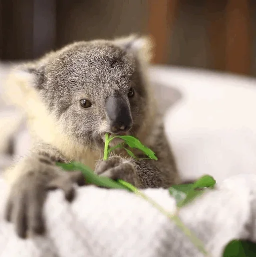 Стикер small coala from Perth 🤓