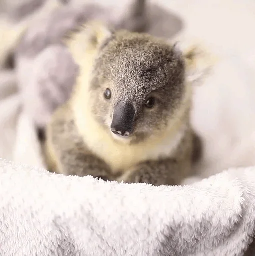 Стикер small coala from Perth 😚
