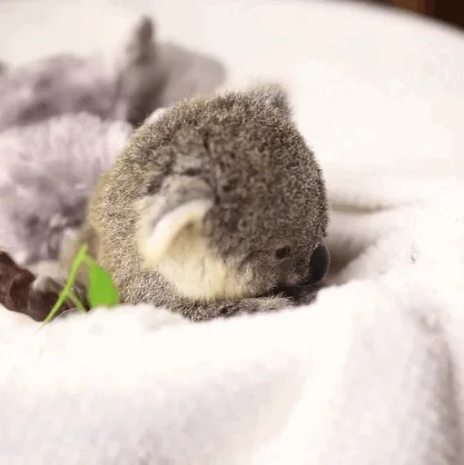 Стикер small coala from Perth 🤨