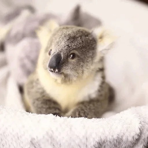 small coala from Perth stiker 🧐