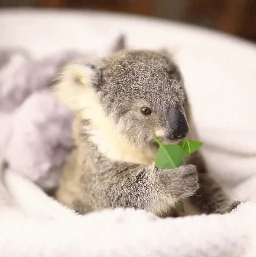 Стикер Telegram «small coala from Perth» 🤨