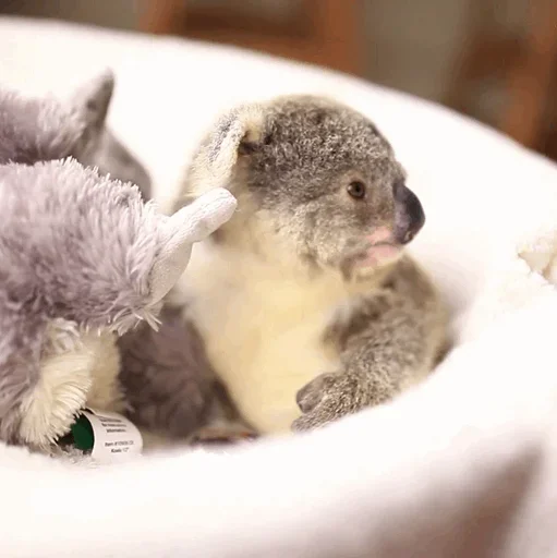Стикер small coala from Perth 😜