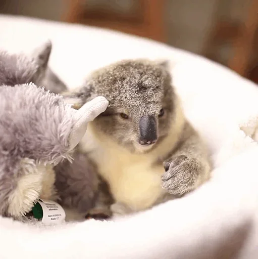 Стикер Telegram «small coala from Perth» 🤪