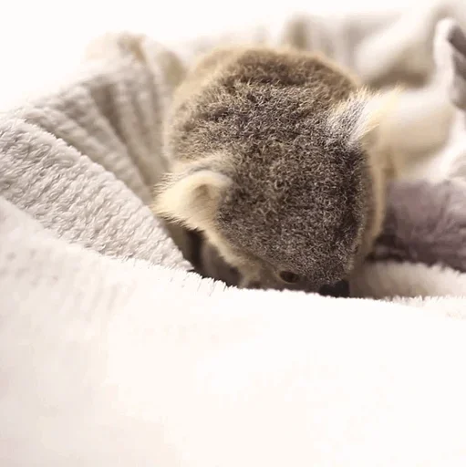 Стикер small coala from Perth 🤪