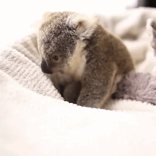 small coala from Perth stiker 😙