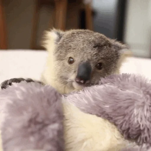 Стикер Telegram «small coala from Perth» 😙