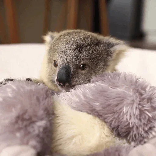 Стикер small coala from Perth 😏