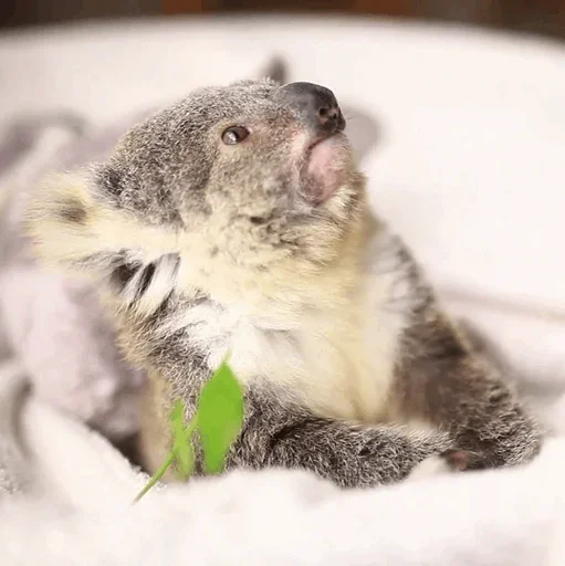 Стикер small coala from Perth 😙