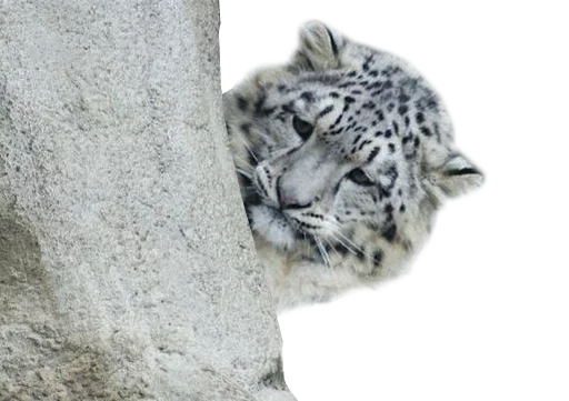 Snep Lep Blep sticker 😢