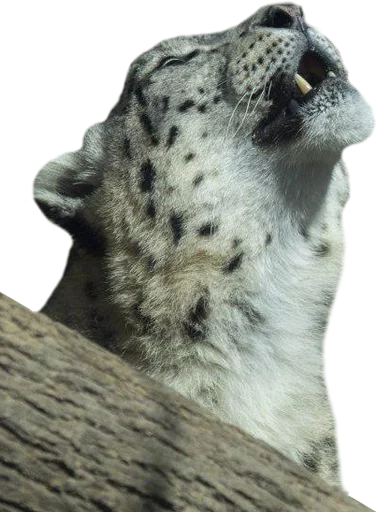 Эмодзи Snep Lep Blep 🐶