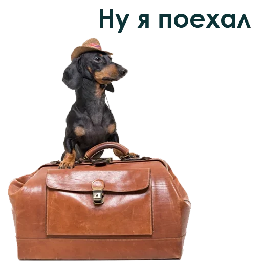 Telegram stiker «Собака Правдоруб» ?