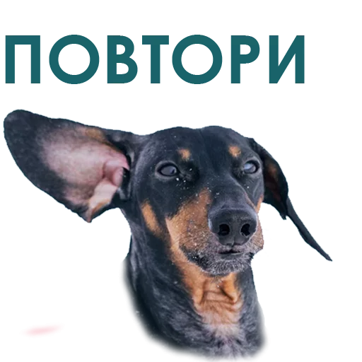 Собака Правдоруб sticker 🥰