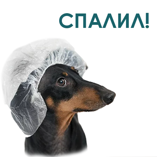 Telegram stiker «Собака Правдоруб» 🧐