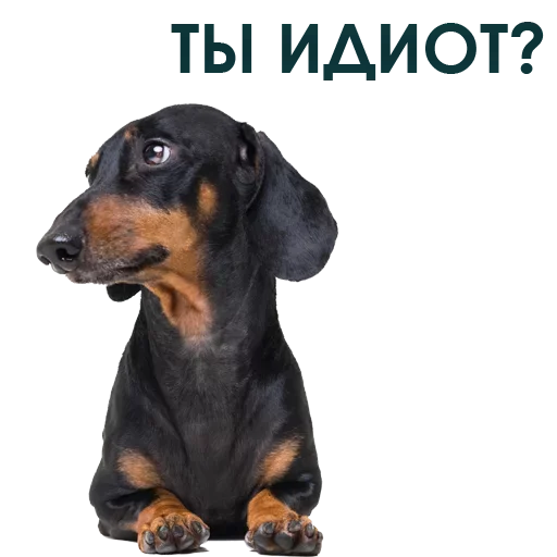 Telegram Sticker «Собака Правдоруб» 🧐