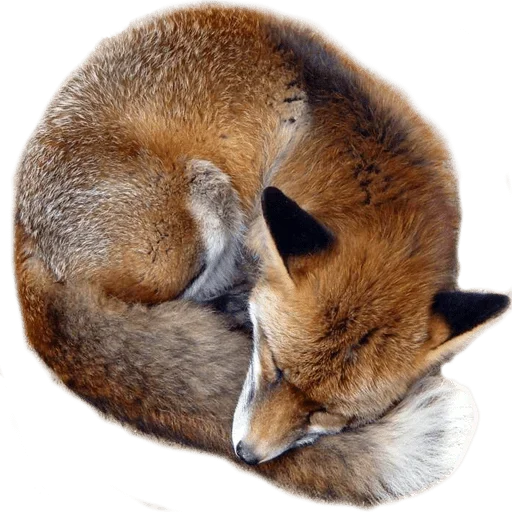 Telegram stiker «Sleepy» 😱